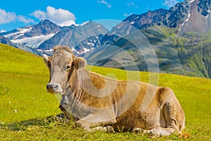 Cow in a pasture, Alps mountains, Austria