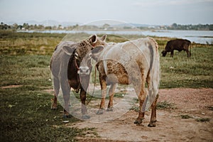 Cow on pasture during autumn morning.