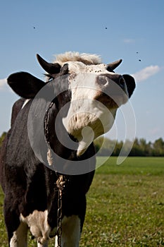 Cow in pasture