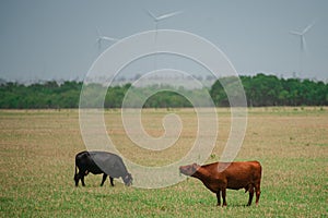 Cow on a pasture. Brown and black cows on green grass background.