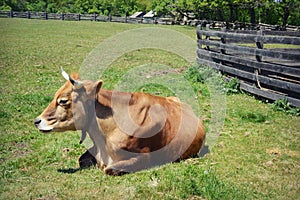 Cow in Pasture