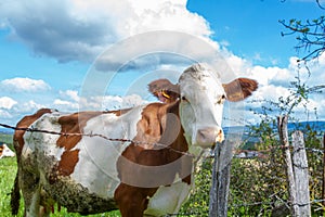 Cow in a pasture photo