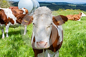 Cow in a pasture photo