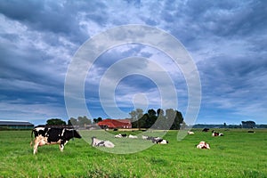 Cow on pasture during clouded morning