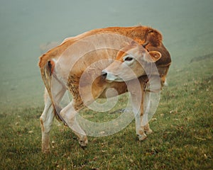 Cow on pasture, cow scratching itself in foggy weather, side view