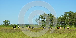Cow pasture in field, Lithuania