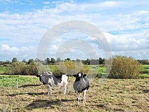 Cow pasture in field, Lithuania