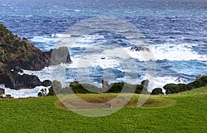 Cow at pasture, Flores island, Azores archipelago (Portugal)