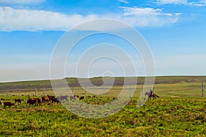 Cow pasture in green steppe meadow at the foot of the hill at a sunny day