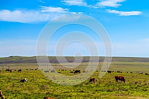 Cow pasture in green steppe meadow