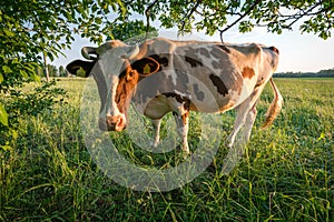 Cow in the pasture in Latvian countryside before sunset