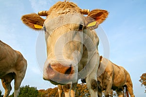 Cow in a pasture looking close up