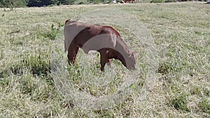 Cow in a pasture on Mont Ventoux