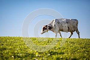 Cow in pasture. Mountain meadow