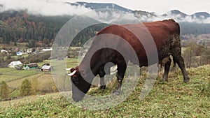 Cow on pasture at mountain village eat green grass