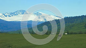 Cow on pasture in mountains.