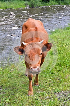 The cow on a pasture near mountain river