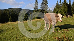 Cow on a pasture near a wooden fence in mountains