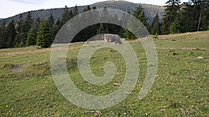 Cow on a pasture near a wooden fence in mountains