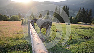 Cow on a pasture near a wooden fence in mountains