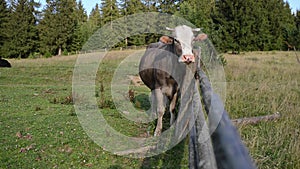 Cow on a pasture near a wooden fence in mountains