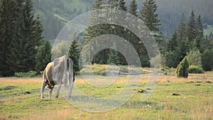 Cow on a pasture near a wooden fence in mountains