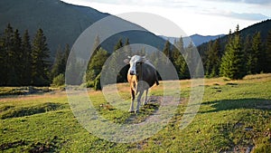 Cow on a pasture near a wooden fence in mountains