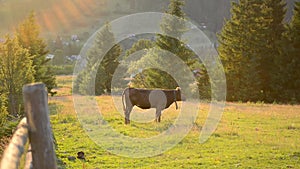 Cow on a pasture near a wooden fence in mountains