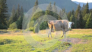 Cow on a pasture near a wooden fence in mountains