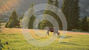 Cow on a pasture near a wooden fence in mountains