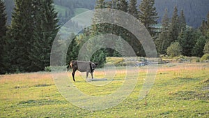 Cow on a pasture near a wooden fence in mountains