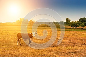 Cow on pasture photo