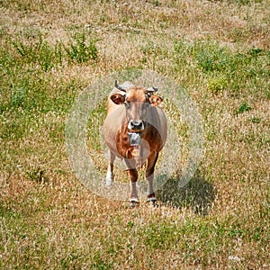 Cow on Pasture