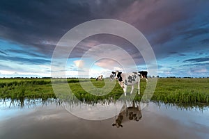 Cow on pasture by river