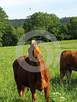 Cow in a pasture stretches its neck, above the cow a hot air balloon.