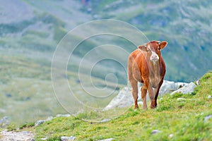 Cow in a pasture in the Swiss Alps