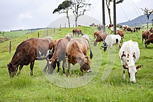 The cow pasture