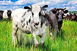 Cow pastured in the meadow