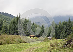Cow pasturing in Carpathian mountains photo