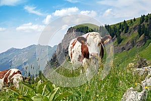 A cow is pasturing on green lush meadow