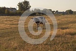 The cow is pasturing in the meadow of gold color. Early autumn