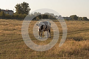 The cow is pasturing in the meadow of gold color. Early autumn