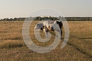 The cow is pasturing in the meadow of gold color. Early autumn