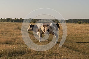 The cow is pasturing in the meadow of gold color. Early autumn