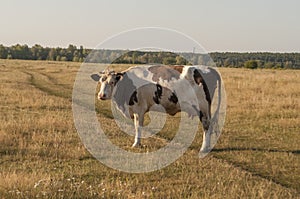 The cow is pasturing in the meadow of gold color. Early autumn