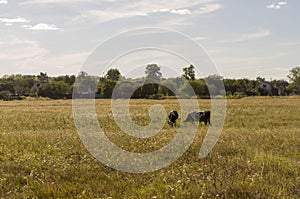 The cow is pasturing in the meadow of gold color. Early autumn