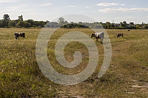 The cow is pasturing in the meadow of gold color. Early autumn