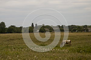 The cow is pasturing in the meadow of gold color. Early autumn