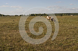 The cow is pasturing in the meadow of gold color. Early autumn