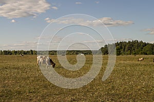 The cow is pasturing in the meadow of gold color. Early autumn